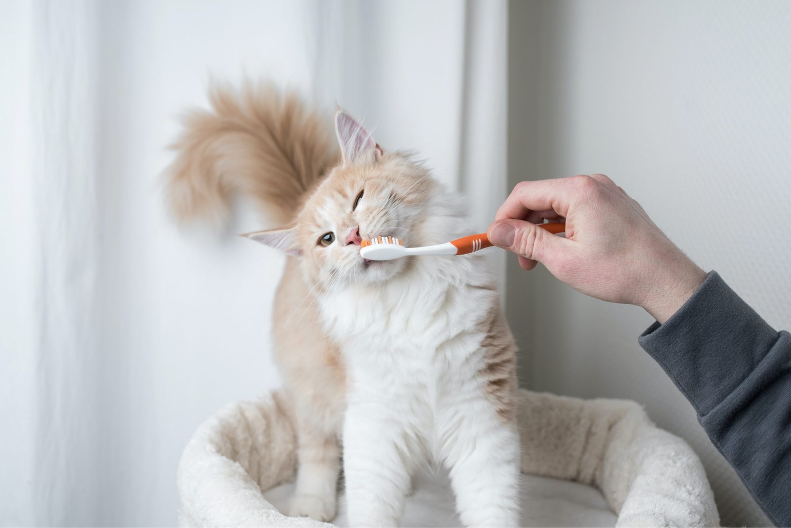 istock 1138897021