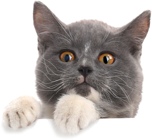 istock 1143440918