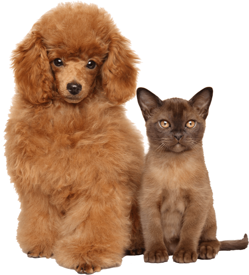 istock 513048080